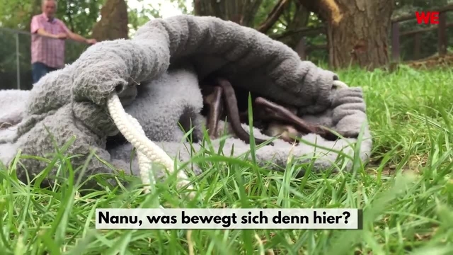 Känguru-Baby Lizzy verzückt den Zoo Duisburg