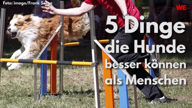 Fünf Dinge die Hunde besser können als Menschen