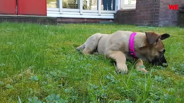 Der süßeste Polizeihund Dortmunds