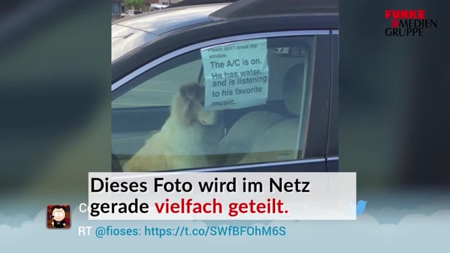 Was man beim Transport von Hunden im Auto beachten sollte