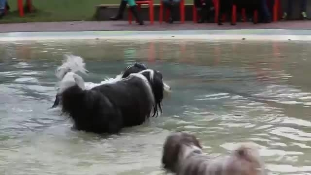 Hundeschwimmen in der Schönen Flöte in Holzwickede