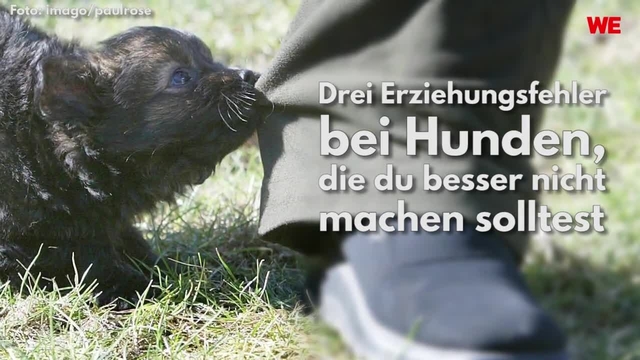 Drei Erziehungsfehler bei Hunden, die du besser nicht machen solltest