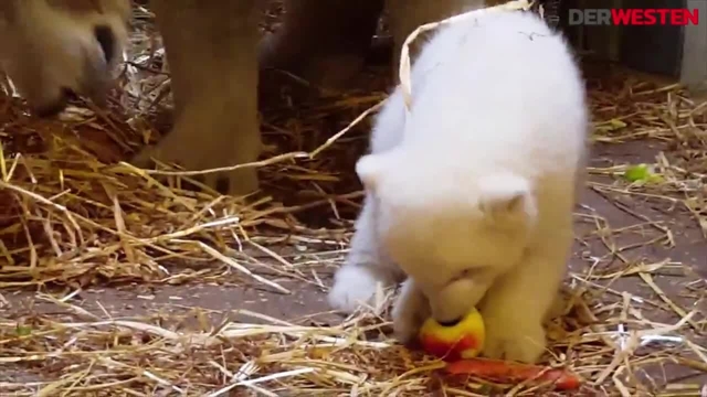 Sooo süß! Hier spielt das Eisbärbaby in der Zoom Erlebniswelt mit einem Apfel