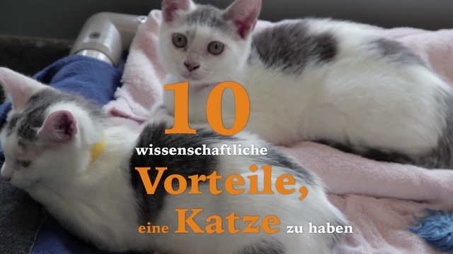 So gesund ist das Leben mit Katze