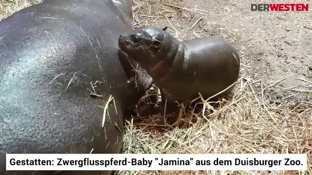 Nachwuchs in Duisburg: Zwergflusspferd- Baby "Jamina" ist da