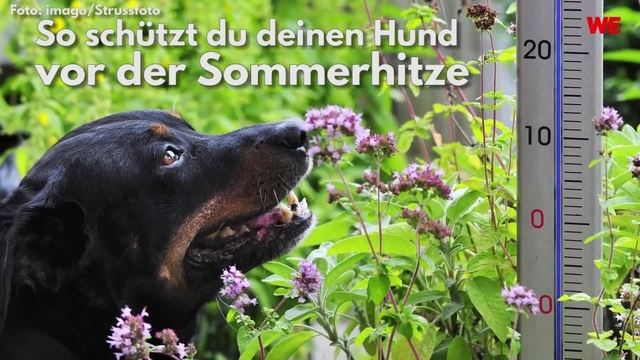 So schützt du deinen Hund vor der Sommerhitze