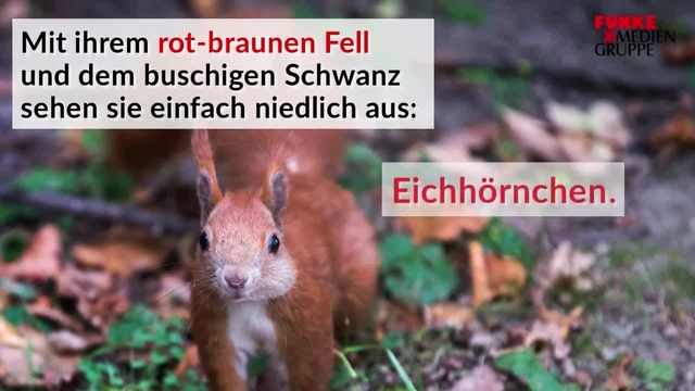 So finden Eichhörnchen ihren Wintervorrat wieder