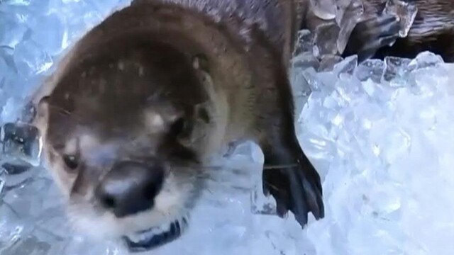 Ein Eisbad für hitzegeplagte Otter