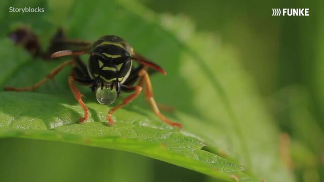 7 Tipps, um Wespen natürlich zu vertreiben