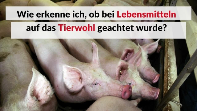 So erkenne ich, ob bei Lebensmitteln auf das Tierwohl geachtet wurde