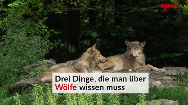 Comeback der Wölfe: Drei Dinge, die man jetzt wissen muss