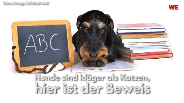 Hunde sind klüger als Katzen, hier ist der Beweis