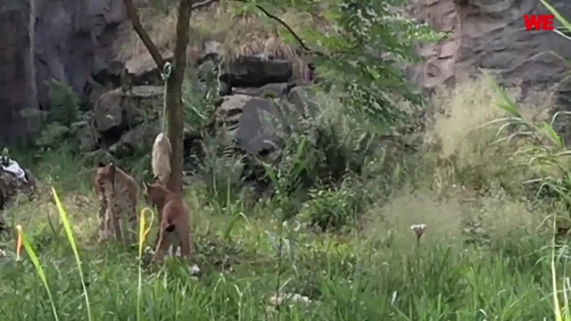 Hier trifft Luchs Lenny zum ersten Mal seine Clara