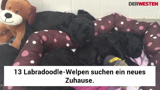 So süß! Diese 13 Welpen suchen ein neues Zuhause