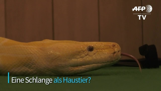 Eine Schlange als Haustier?