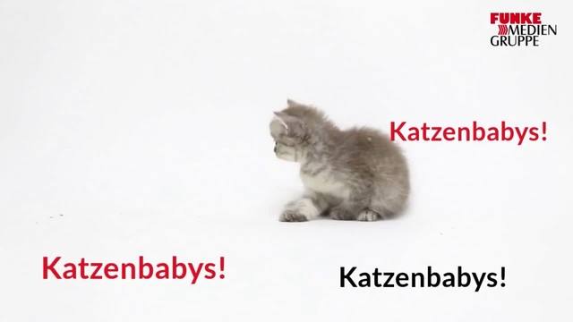 Warum ist das Internet voll mit Katzen?