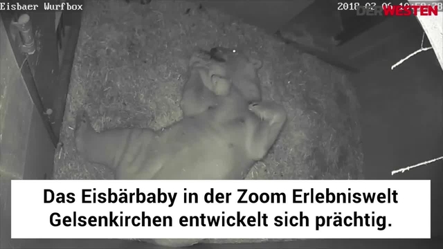 Die ersten Schrittchen des Eisbärbabys in der Zoom Erlebniswelt