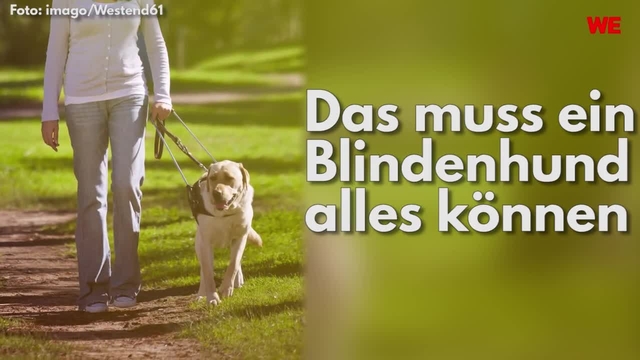 Das muss ein Blindenhund alles können