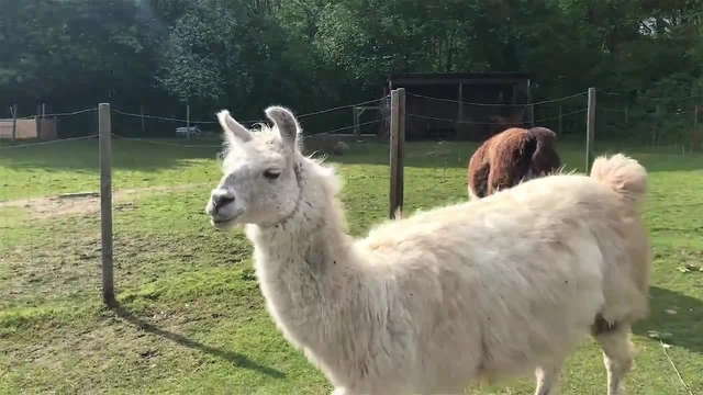 So funktioniert die Lama-Therapie