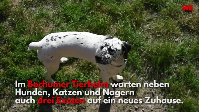 Im Tierheim Bochum hoffen drei Exoten auf ein neues Zuhause