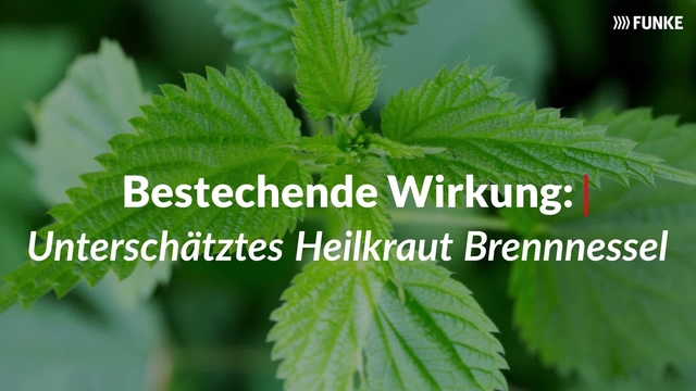 Bestechende Wirkung: Unterschätztes Heilkraut Brennessel