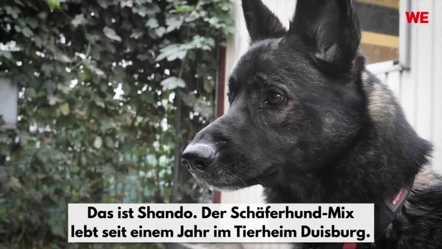 Schäferhund-Mix Shando sucht ein neues Zuhause