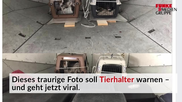 Darauf sollten Tierhalter achten, wenn Hund und Katze mitfliegen