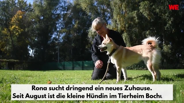 Die traurige Geschichte von Hündin Rona aus dem Tierheim Bochum