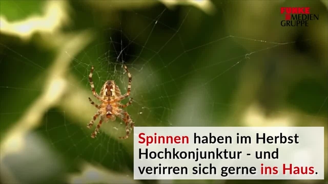 Mit diesen Tricks bleiben Spinnen draußen