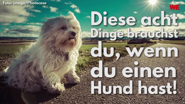 Diese acht Dinge brauchst du, wenn du einen Hund hast