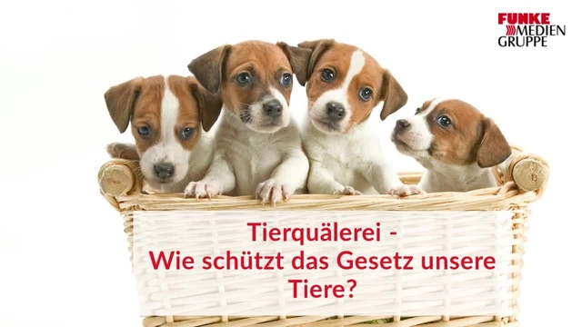 Tierquälerei - Wie schützt das Gesetz unsere Tiere?