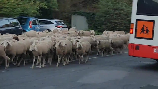 Schafsherde legt Oberhausener Straße lahm