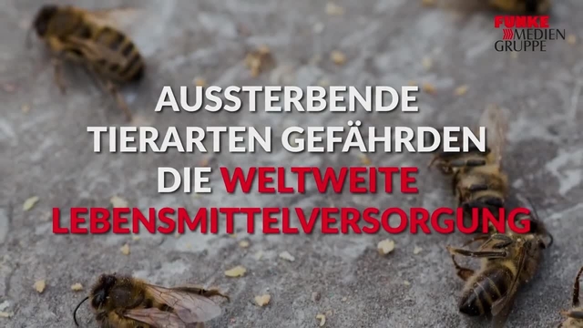Aussterbende Tierarten gefährden unsere Lebensmittelversorgung