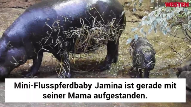 Das kleine Mini-Flußpferdbaby Jamina lernt langsam schwimmen