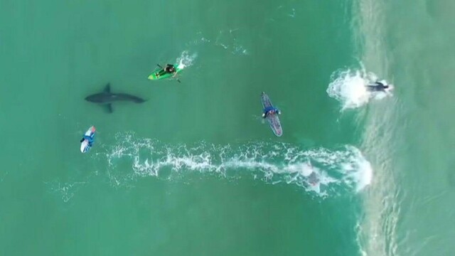 Weißer Hai mischt sich unter Surfer in Südafrika