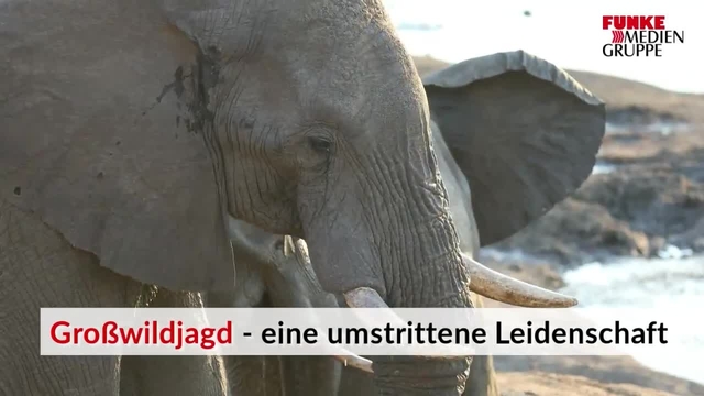 Großwildjagd - eine umstrittene Leidenschaft