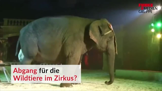 Bald keine Wildtiere mehr im Zirkus?