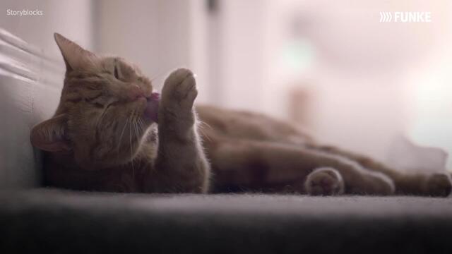 Katzenliebe: 5 Zeichen für echte Zuneigung
