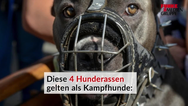 Diese Hunderassen gelten als "Kampfhunde"