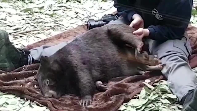 So niedlich ist der Duisburger Mini-Wombat Apari