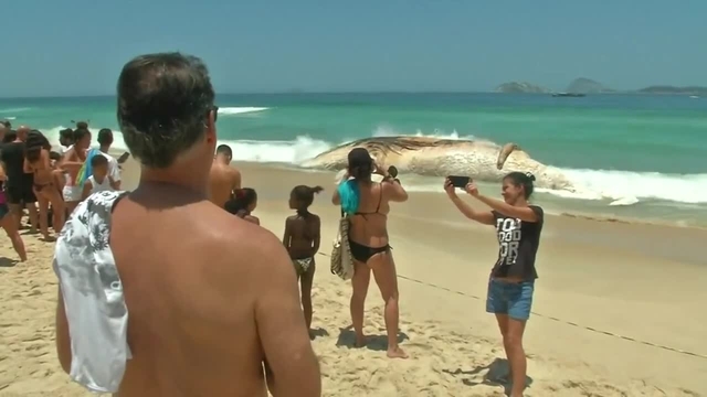 Toter Wal am Strand von Rio