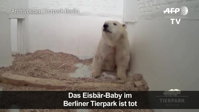 Das Eisbär-Baby im Berliner Tierpark ist tot