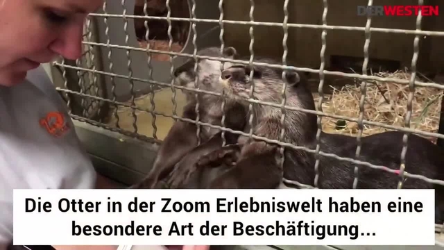 So süß beschäftigen sich die Otter in der Zoom Erlebniswelt