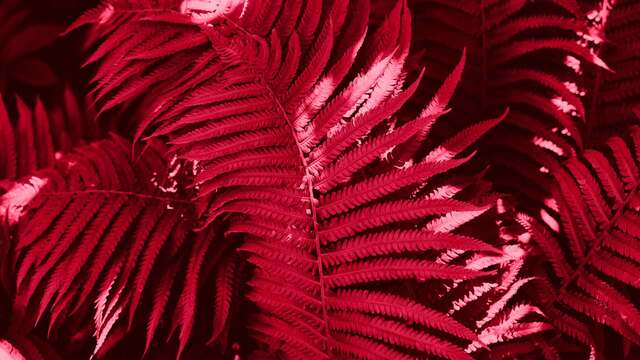 Viva Magenta: Mit der Trendfarbe 2023 k&ouml;nnt ihr ein Statement setzen