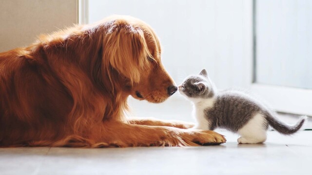 Katze im Bett schlafen lassen: Okay oder gef&auml;hrlich f&uuml;r die Gesundheit?