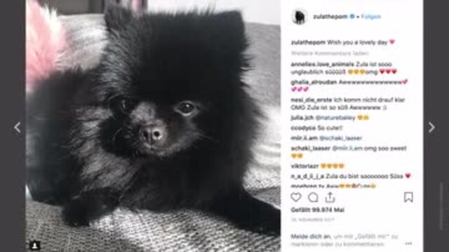 Petfluencer: Das sind Deutschlands erfolgreichste Social-Media-Tiere