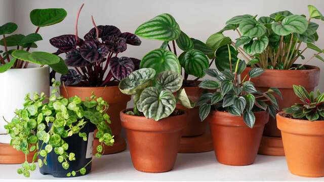 Kaffeesatz als D&uuml;nger: Die tollsten Tipps f&uuml;r deine Pflanzen