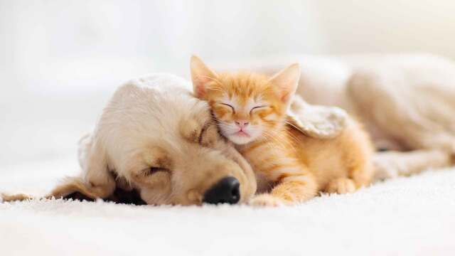 Astro-Pets: Dieses Haustier passt zu deinem Sternzeichen