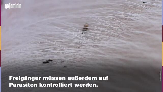 Katze gesund bleiben