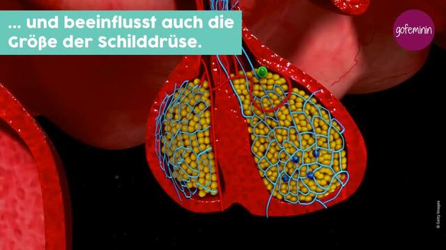 DE_MANAGE-190702-schilddruesenunterfunktion